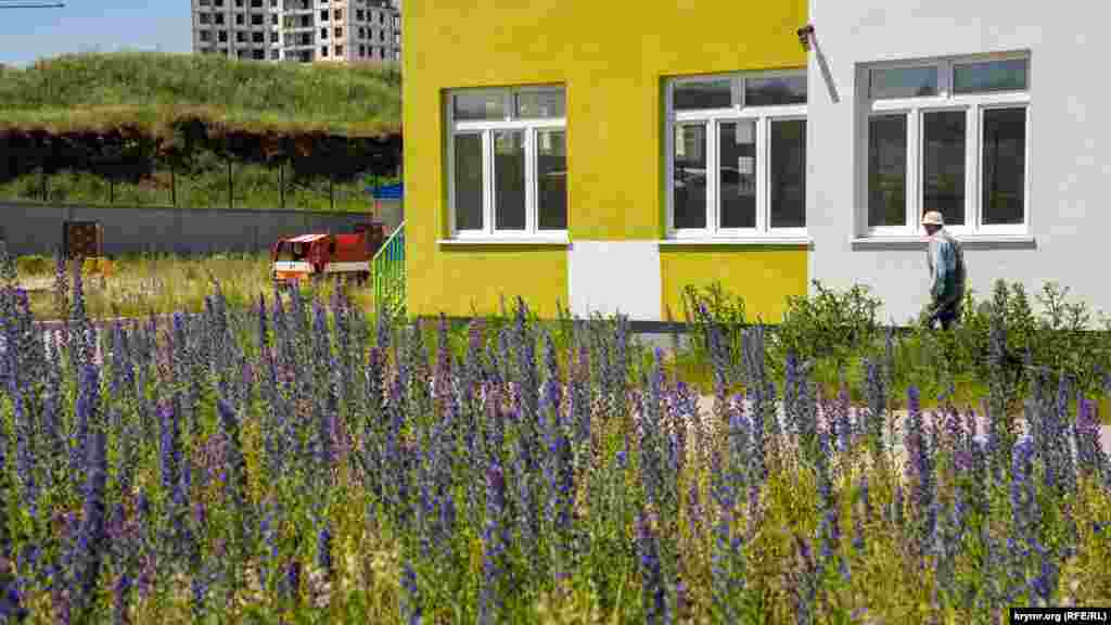 На закрытой территории пока неработающего детсада густо проросли самосеянцы шалфея. Когда-то культуру именно в этом поле выращивал комбинат «Крымская роза». Свою продукцию – масла чайной розы и лаванды, предприятие отправляло даже на экспорт за границу