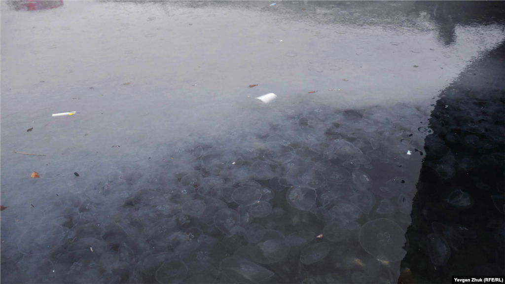 Из-за медуз вода в Балаклавской бухте похожа на молочный кисель 