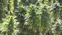 سږکال په کندهار ولایت کې د بنګو ښه فصلونه شوي سږکال په کندهار ولایت کې د بنګو ښه فصلونه شوي