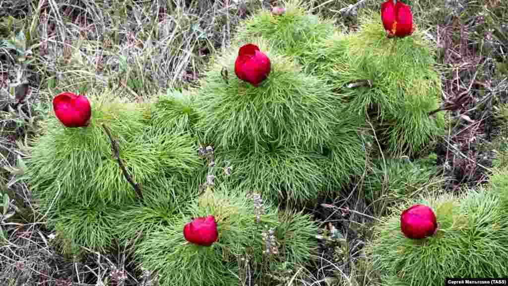 На цветение пионов в Крыму можно посмотреть как самостоятельно, так и в составе организованной группы – на полуострове практикуют туры по местам цветения