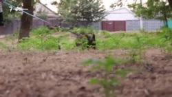 Четырехлапый военнопленный: судьба собаки арестованного украинского моряка (видео) Четырехлапый военнопленный: судьба собаки арестованного украинского моряка (видео)