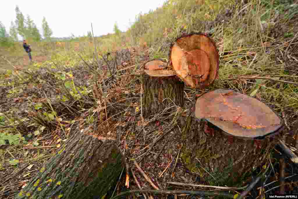 Согласно техзаданию, на парковке должны быть созданы "846 машиномест для легкового автотранспорта и 149 автобусов". Площадь парковки – 38 141 кв.м.