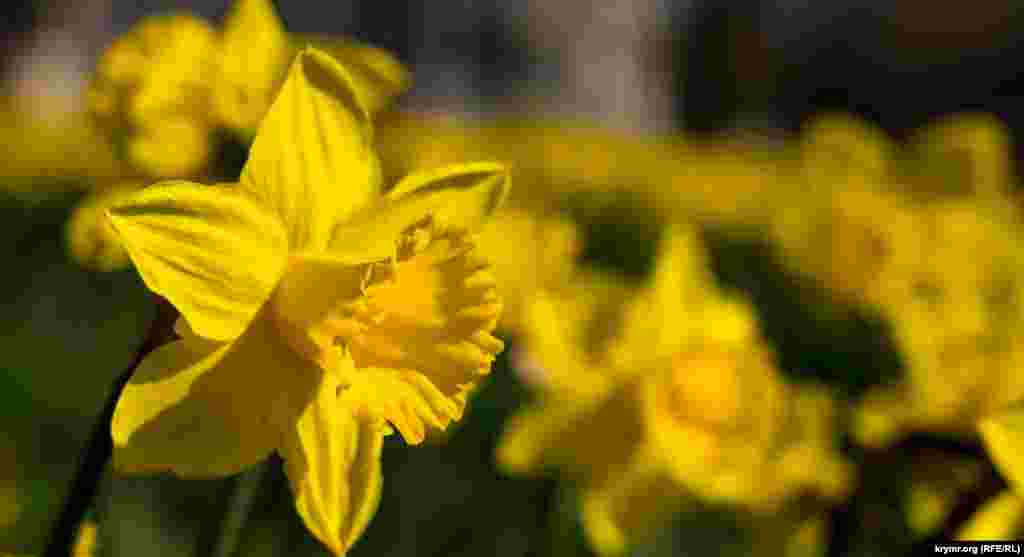 У других сортов – пик цветения