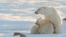 Canada – A female polar bear with two cubs near Churchill, Canada, November 2010