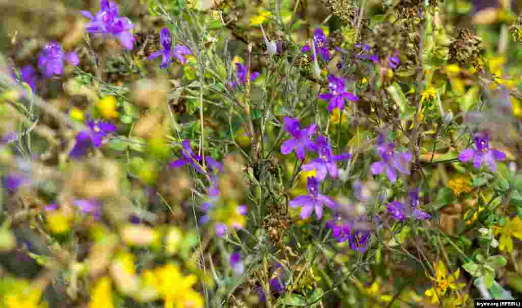 Осенняя цветочная палитра на берегу «атомного» пруда