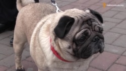 У Черкасах «Олігарх» водив «Залежну партію» на повідку (відео) У Черкасах «Олігарх» водив «Залежну партію» на повідку (відео)