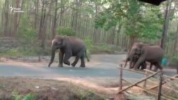 Карантин в Індії: слони на дорогах замість машин – відео Карантин в Індії: слони на дорогах замість машин – відео