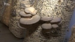 Переселенці вирощують гриби Переселенці вирощують гриби