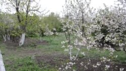 Ухудшение погодных условий в Крыму: в середине апреля выпал снег (видео) Ухудшение погодных условий в Крыму: в середине апреля выпал снег (видео)