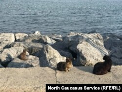 Стамбул, Турция. Кошки на берегу Мраморного моря