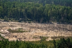 Знищена ділянка лісу під час незаконного видобутку бурштину. Житомирська область, 12 серпня 2019 року