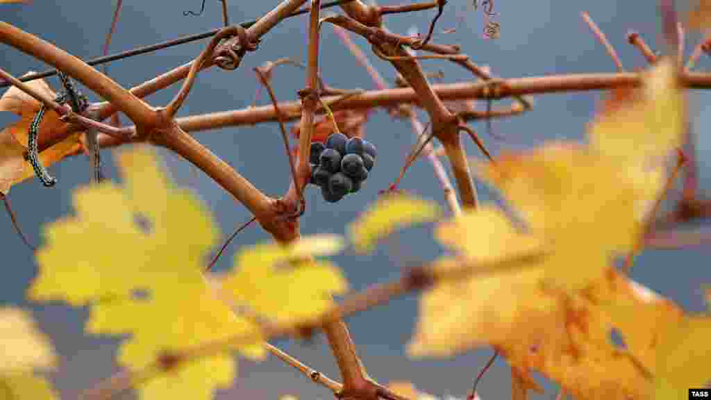 Виноград «Массандры» в районе Гурзуфа