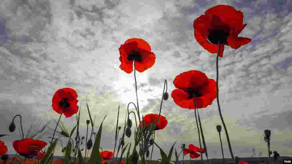 Время цветения маков – незначительно. Растение живет около суток