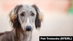 У соцмережах вже кілька днів жартують із ідеї народного обранця розраховуватися собаками за борги