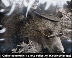 Ведмідь, убитий під час однієї з мисливських поїздок Чаушеску, з цигаркою у ніздрі, окулярами і капелюхом