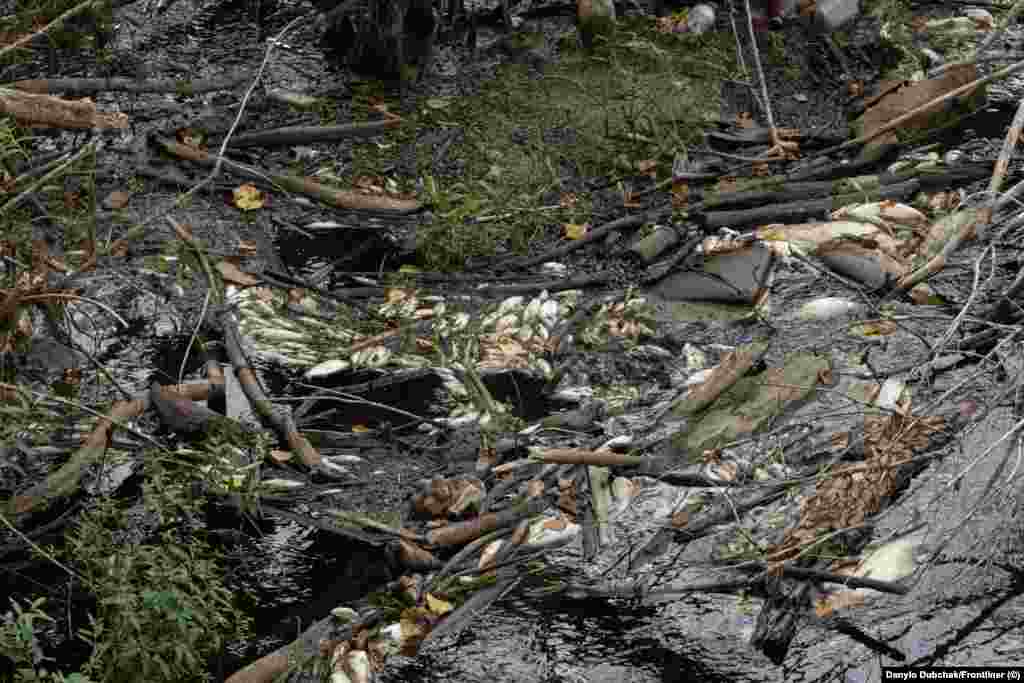 Мертва риба на березі неподалік села Ладинка Чернігівської області, 12 вересня 2024 року. На Чернігівщині наразі забруднення фіксується точково і не має однорідного характеру. За словами в.о. голови Менської громади Чернігівської області Юрія Стальніченка, тільки на території Менщини було зібрано близько 4 тонн мертвої риби: «Не знали, чим її вивозити. Зараз мору риби вже у нас не спостерігається»