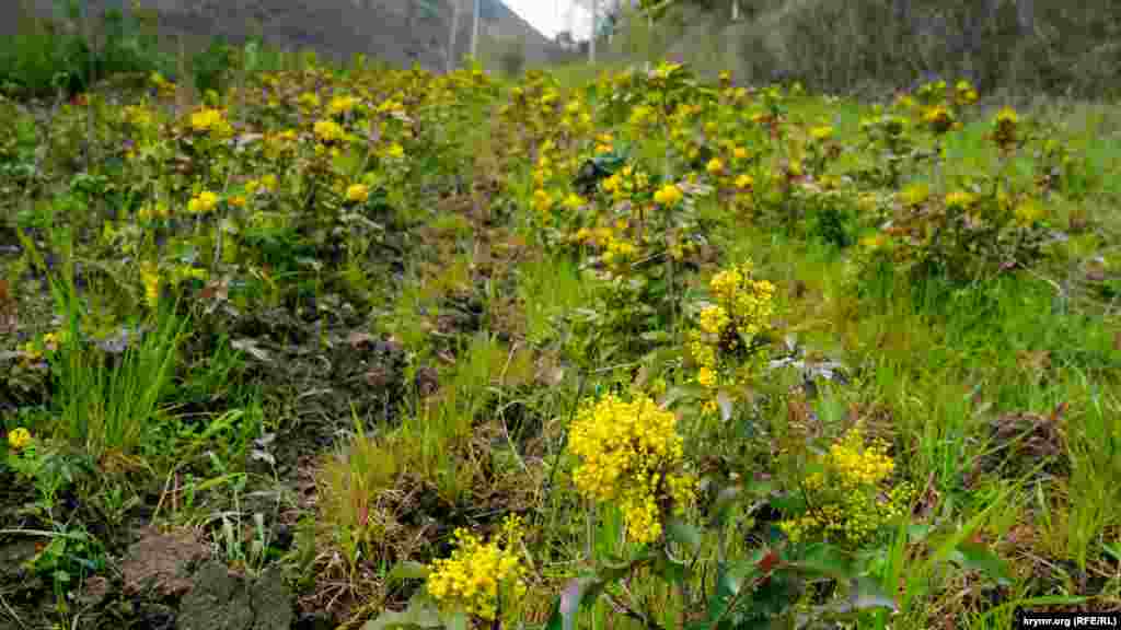 И молодая магония падуболистная на участках опытного хозяйства «Приморское», которое как отделение агротехники и питомниководства декоративных растений входит в структуру Никитского ботанического сада