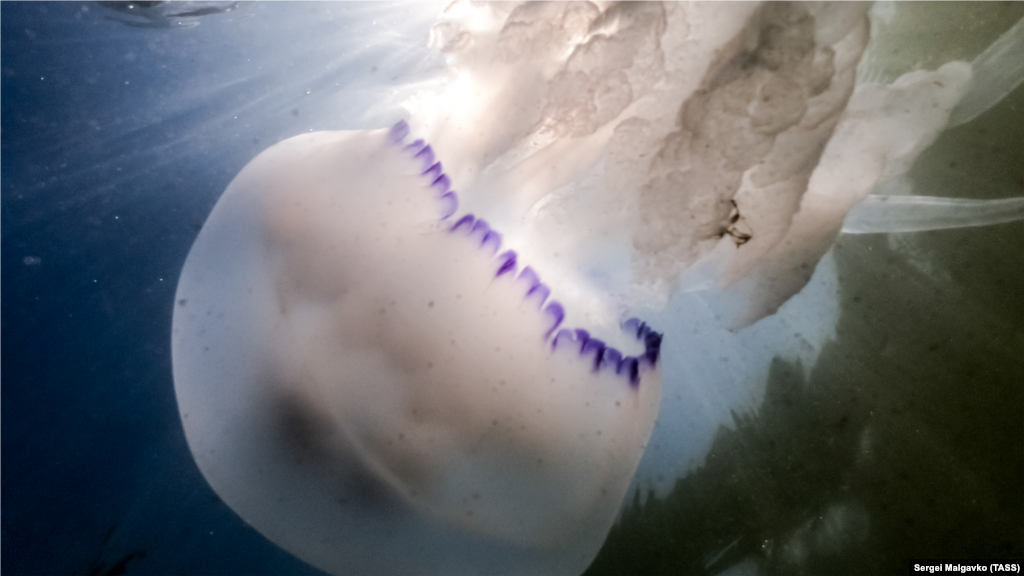 По словам ученого, медузы питаются рачками, личинками донных животных и рыб. Сергей Алемов видит в этом негативные перспективы, так как медузы активно размножаются и выедают кормовую базу рыб, в результате чего нарушается микрофлора моря