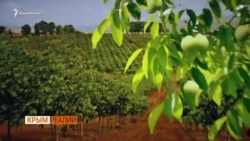 Как заработать на орехах в Крыму | Крым.Реалии ТВ (видео) Как заработать на орехах в Крыму | Крым.Реалии ТВ (видео)