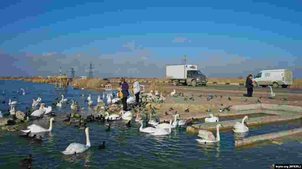 Лебеди здесь – всеобщие любимцы. Ну а крохи с их трапезы достаются остальным пернатым обитателям соленого озера