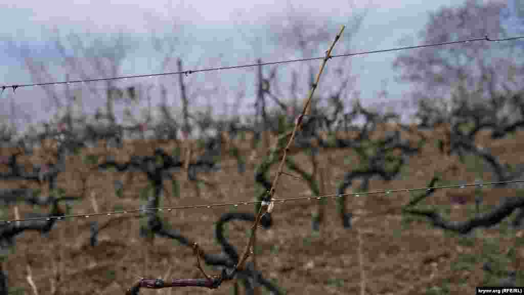 Капли дождя на проволочной шпалере виноградника «Массандры» у отрогов Никитской яйлы
