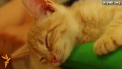 Котокафе от крымчан во Львове (видео) Котокафе от крымчан во Львове (видео)