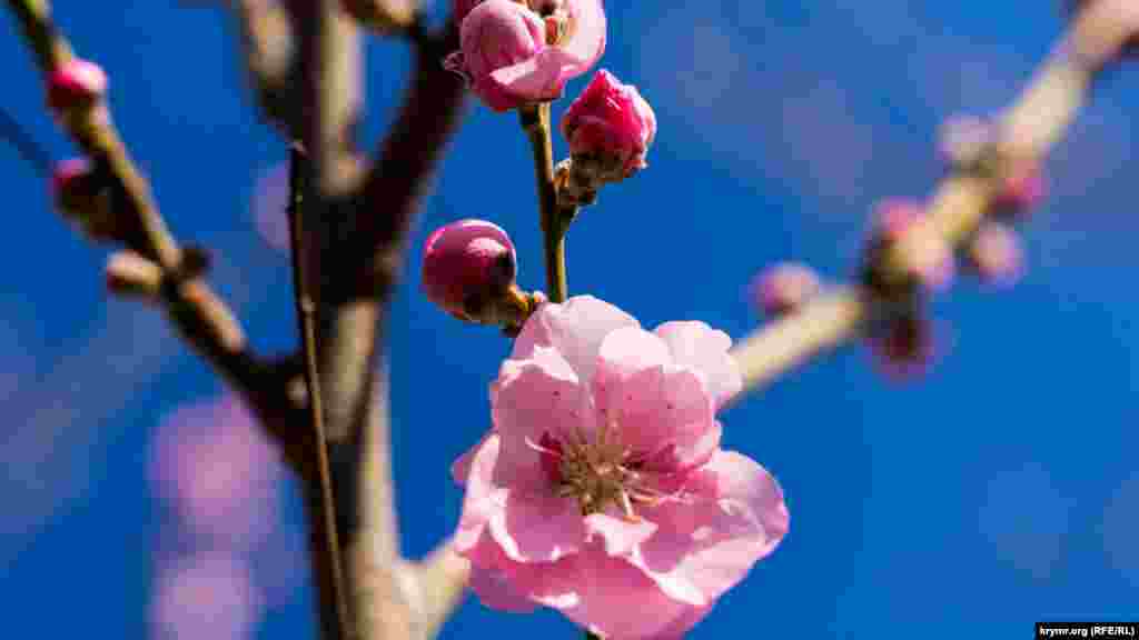 Персик: от фазы розового бутона до появления цветка. Внезапное понижение температур до -2°C и ниже в эту пору для него убийственно