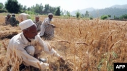 په بونېر کې بزګران د غنمو لو پر مهال – د ارشیف انځور.