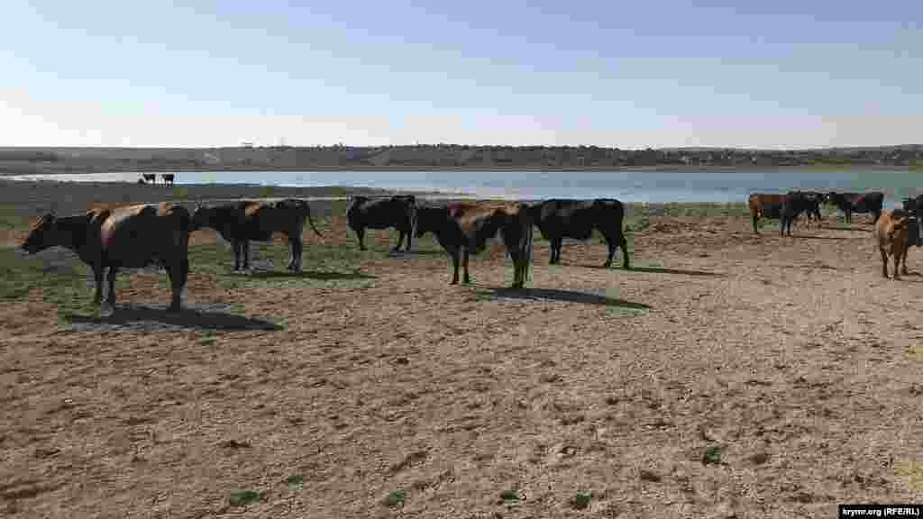 Не останавливает он и коров из ближайших сел. После того, как у многих местных пересохли колодцы, водохранилище теперь – единственное место, где они могут напоить скотину