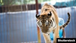 Новий закон після набуття чинності має захистити і циркових тварин, сподіваються зоозахисники