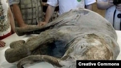 A well-preserved baby mammoth found frozen in Russia. The 6-month-old female calf was discovered on the Yamal Peninsula and is thought to have died 10,000 years ago. (file photo)