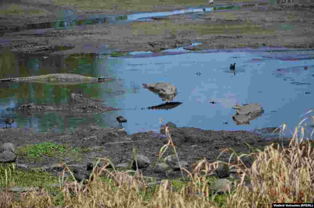 Крокодилы живут до ста лет. Иногда и больше. Самые большие из них достигают пяти-шести метров в длину 
