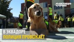 У Еквадорі собак-поліцейських проводили на пенсію У Еквадорі собак-поліцейських проводили на пенсію