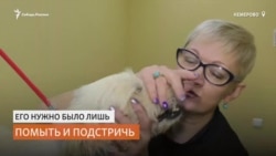 Грумер бесплатно помогает собакам из приюта найти свой дом Грумер бесплатно помогает собакам из приюта найти свой дом