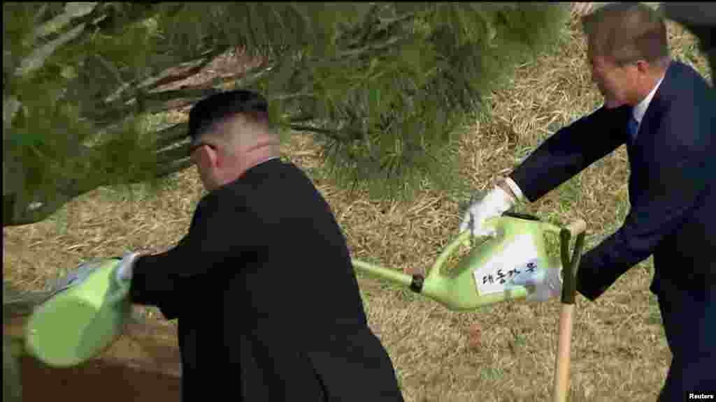 На памятной табличке рядом с деревом написаны слова: «Здесь пустили корни мир и процветание»