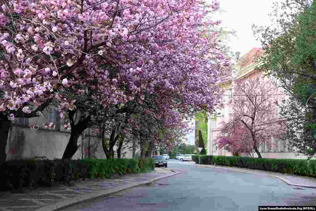 Сакури на Закарпатті ростуть у всіх районних центрах. Найдовша алея цих дерев – в Ужгороді, найшвидше, часто ще у лютому, зацвітає відома «шалена» сакура у центрі Мукачева