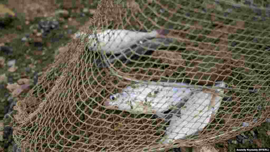 Четыре подлещика – весь улов одного из рыбаков за полдня