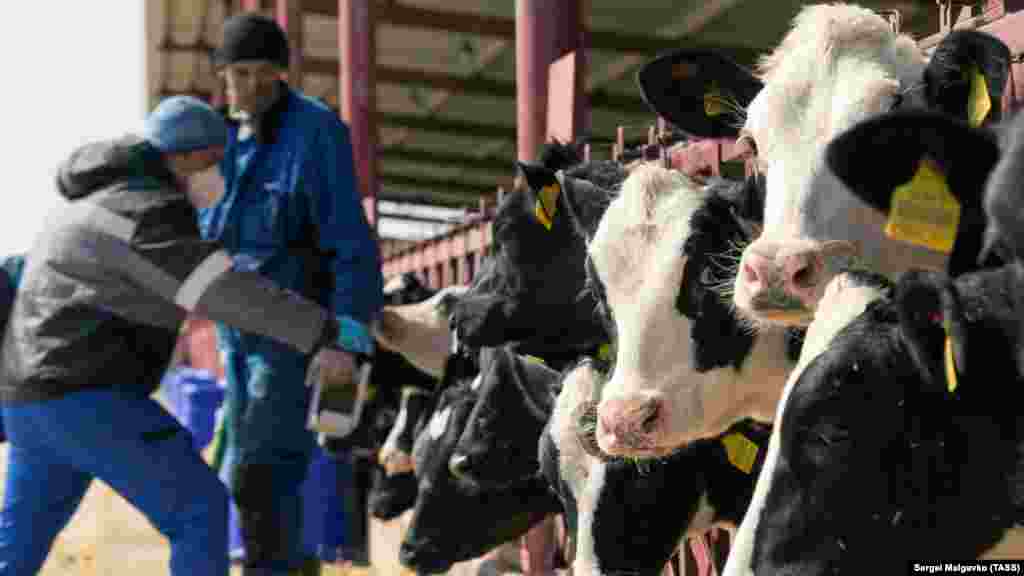 Первомайское – это районный центр на севере Крыма, в котором коров почти столько же, сколько и людей. Местная ферма – первая в Крыму, которая занимается производством молока в промышленных масштабах