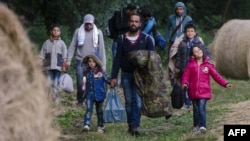 Венгрия. Мигранты входят на территорию Венгрии в районе города Сегед после пересечения венгерской границы с Сербией 23 июня 2015 года