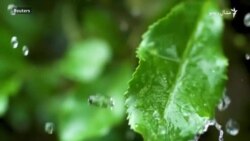 د چین جیانګ شي سیمه کې د چای کرکیله د چین جیانګ شي سیمه کې د چای کرکیله