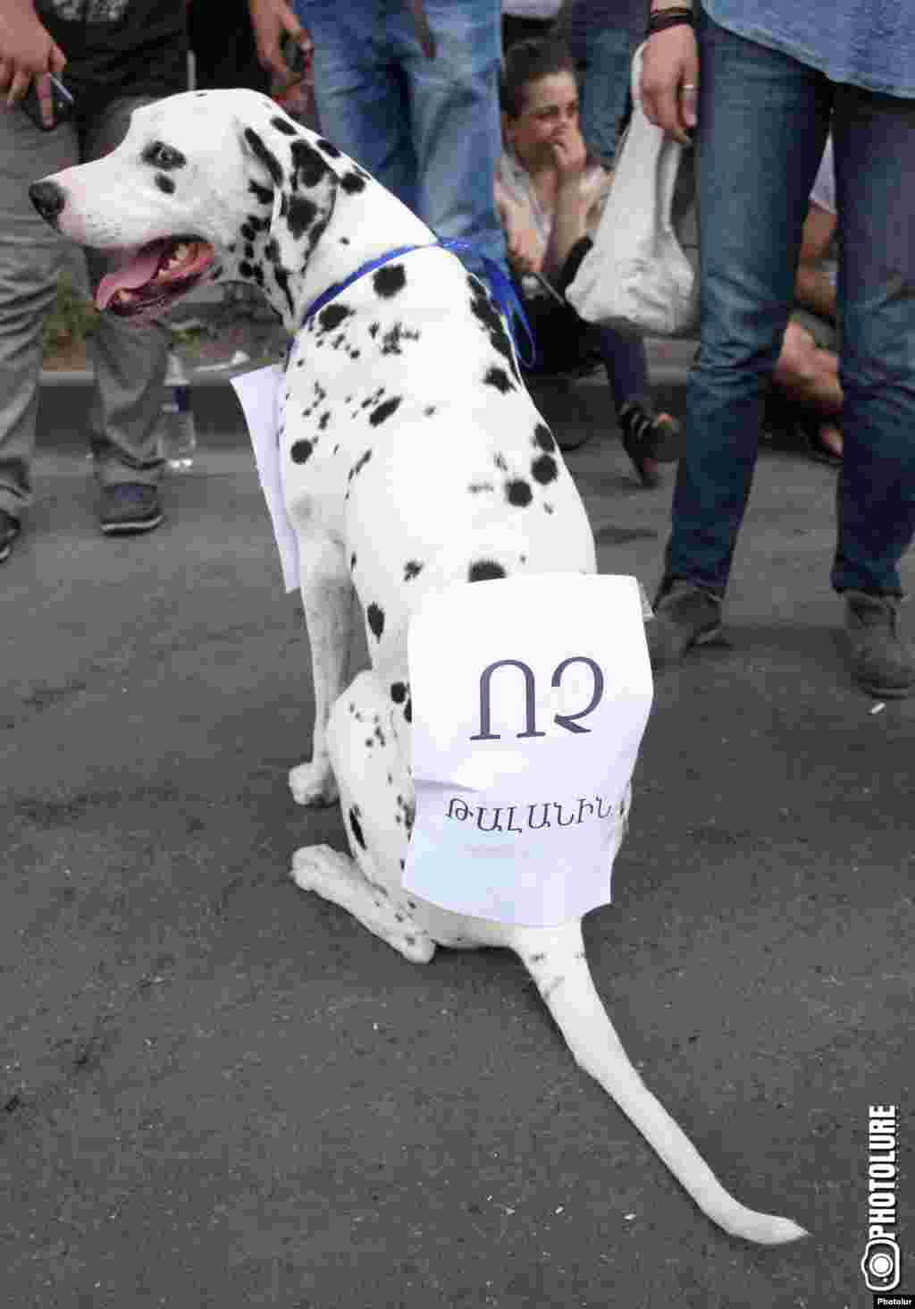 Надпись на спине у собаки гласит: «НЕТ грабежу!»