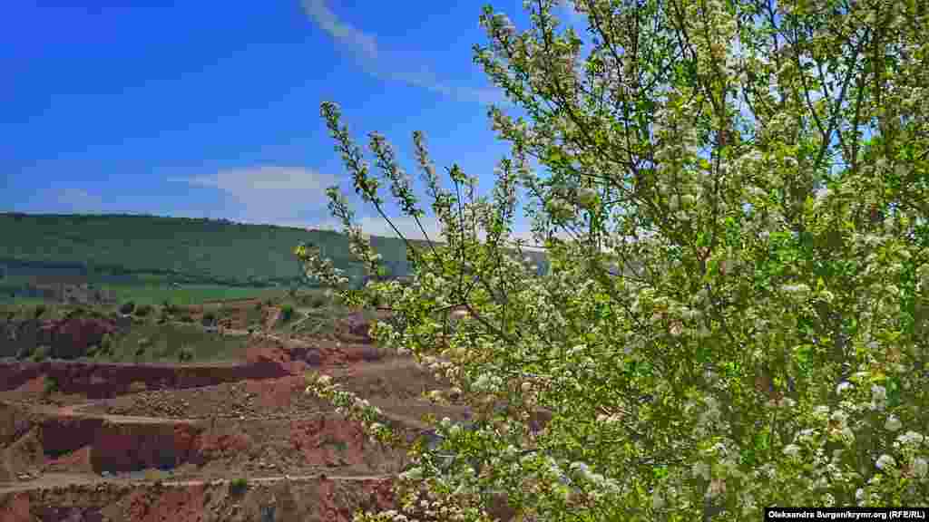  И дерево дикой вишни 