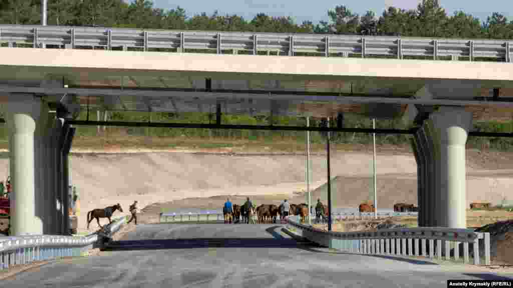 Стадо коров гонят на утренний выпас под «Тавридой»