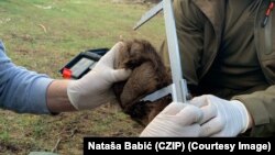 Mjerenje dimenzija šape mrkog medvjeda, Crna Gora