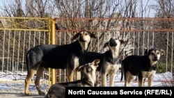 Иллюстративное фото