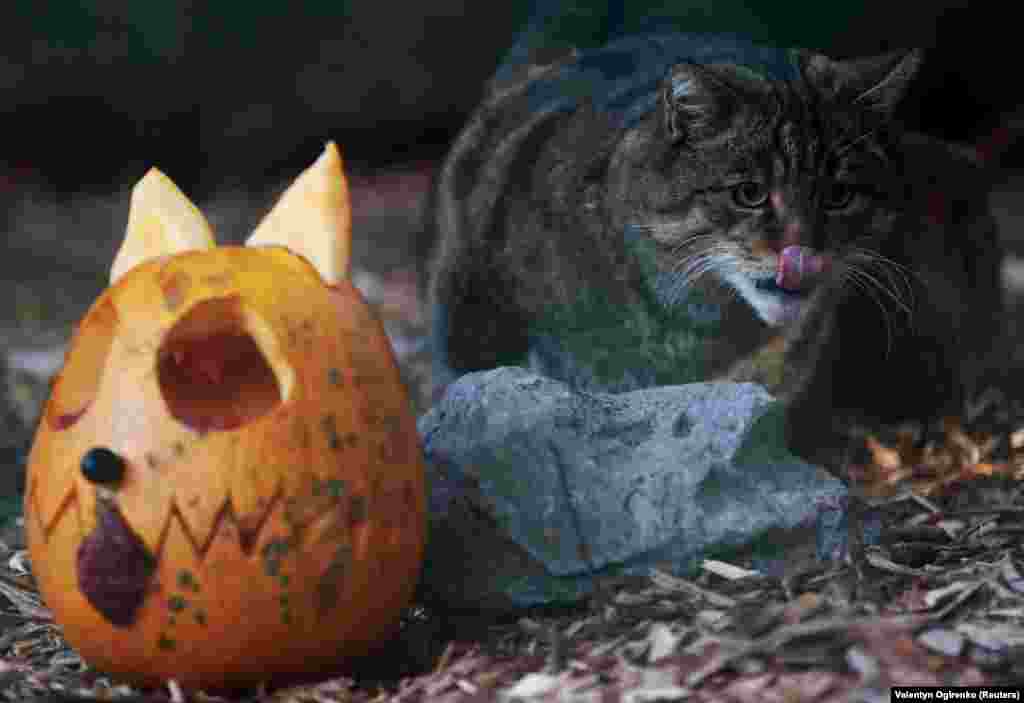 Ідею нідерландських колег підхопили у Київському зоопарку. Здається, на цього лісового кота чекає смачний обід