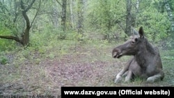 Дика природа зони відчуження