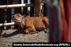 Теличка Галини, яка вціліла у пожежі, але сильно обгоріла