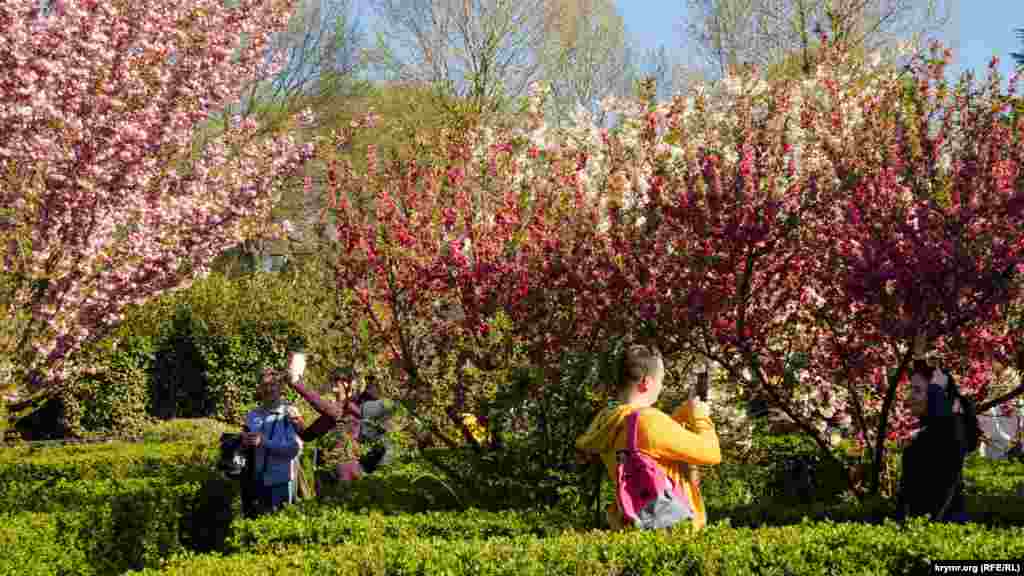 Экспозиция университетского ботсада «Лабиринт». Здесь как раз время цветения декоративного персика и трех сортов сакуры, точнее – вишни мелкопильчатой