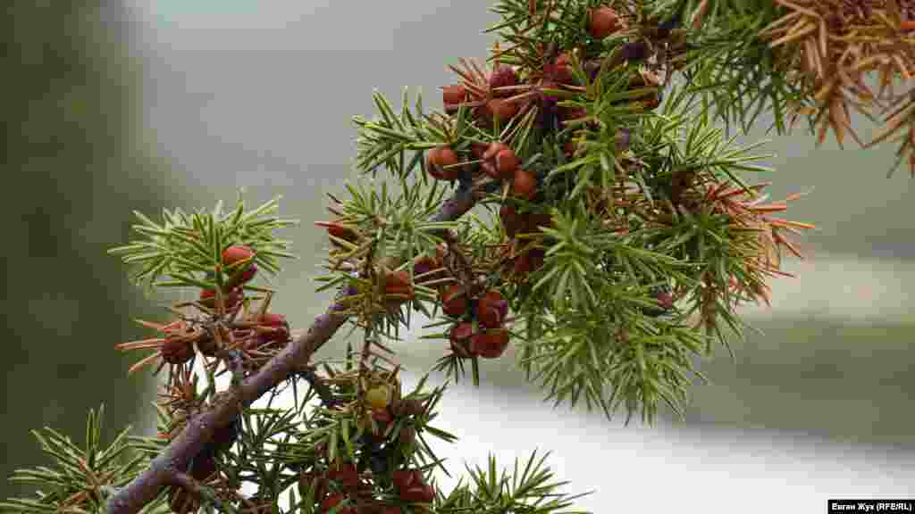 По дороге на гору на склонах растет большое количество разных эндемических растений, в том числе краснокнижного можжевельника. Это – можжевельник колючий